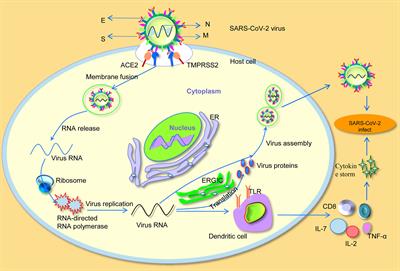 Research Progress of Genetic Structure, Pathogenic Mechanism, Clinical Characteristics, and Potential Treatments of Coronavirus Disease 2019